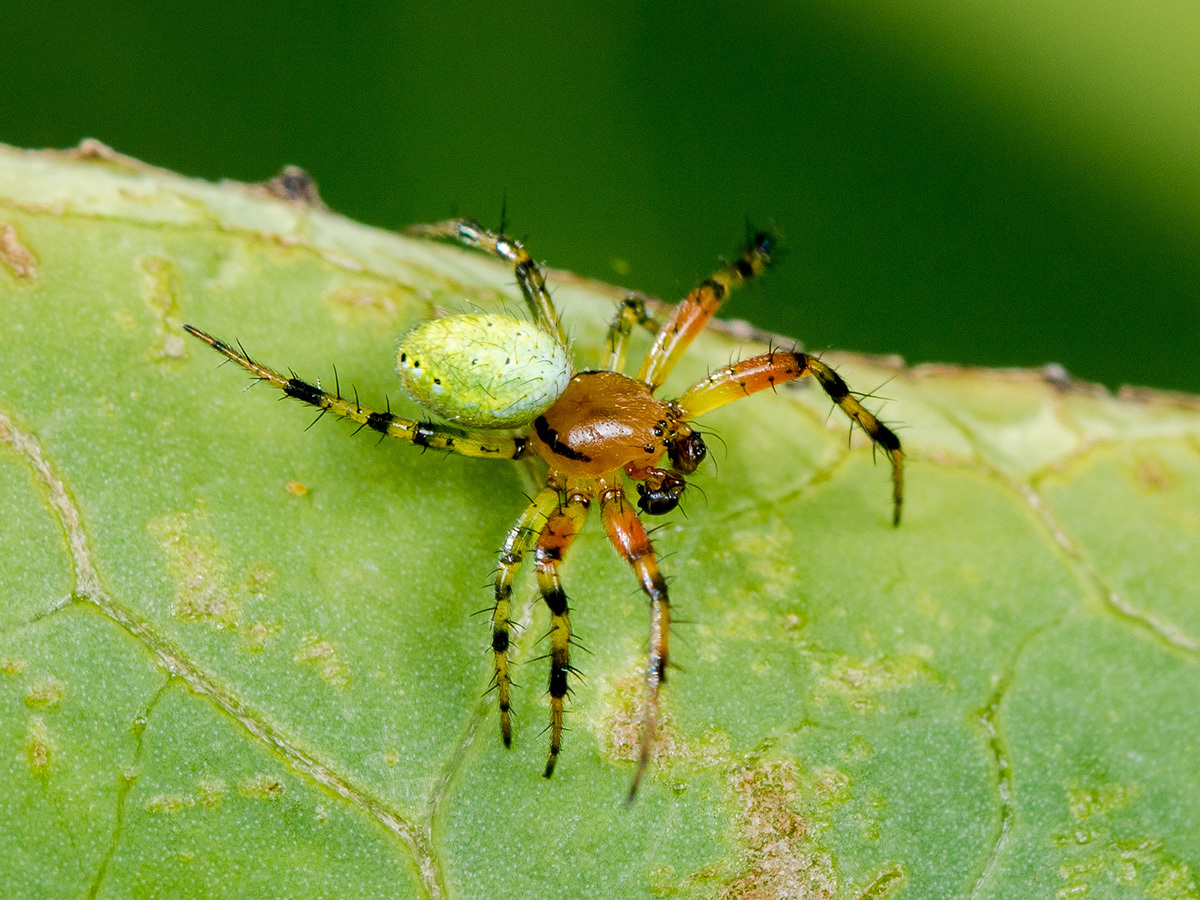 Dozens Of New Spider Species Discovered In Iran By Doctoral Researcher ...